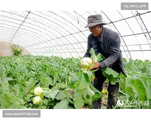 温网草莓原料危机缓解 英国皇室捐赠庄园助力新品种培育 温网草莓原料危机缓解 英国皇室捐赠庄园助力新品种培育